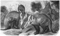 Cape Aardvark