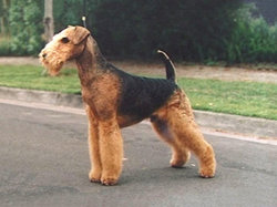 An Australian & New Zealand Champion