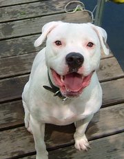 American bulldogs can make great family dogs despite their reputation.