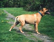 APBT (fawn)