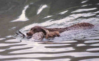 American Water Spaniel at work