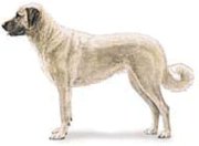 Anatolian with a white coat.