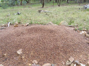 Ant hill