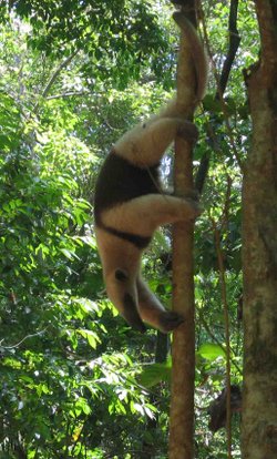 A Tamandua anteater in Costa Rica Photograph by Dirk van der Made