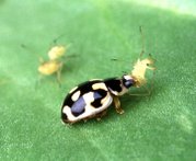 P-14 lady beetle consuming an aphid