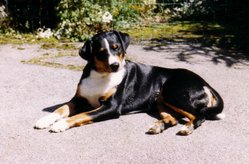 An Appenzeller Sennenhund
