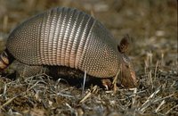 Armadillo