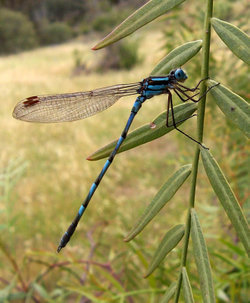 A damselfly (Enallagama cyathigerum)
