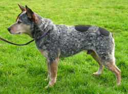 Blue coat color; this dog's tail is docked.