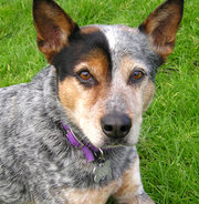 One variant of Blue face markings