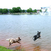 ACDs need and enjoy any activity, such as diving and swimming.