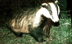 Eurasian Badger