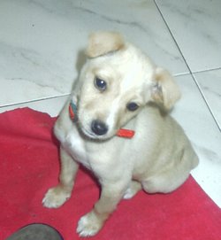 Basenji puppy
