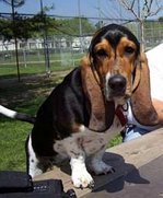 Tricolour Basset