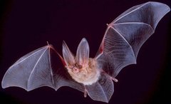 Leaf-nosed bat