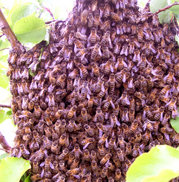 Bee Swarm