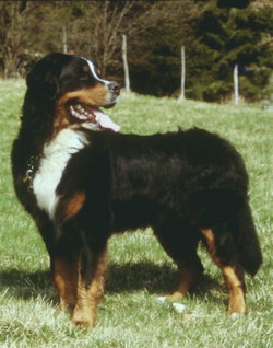 4-year-old norwegian male Bernese Mountain Dog
