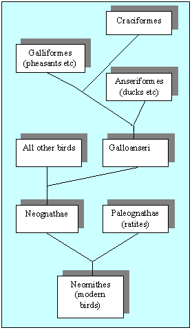 Relationships between bird families