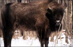 Wisent