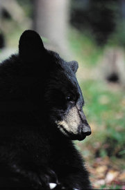More than 50 bears are killed on Florida roads each year