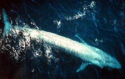 The world's largest animal