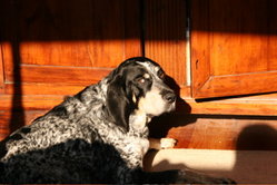 Bluetick Coonhound