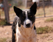 A smooth-coated Border Collie