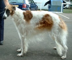 A Borzoi