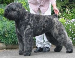 A Bouvier des Flandres
