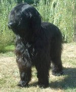 Black Briard
