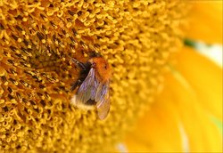 Bumblebee collecting pollen from a sunflower.