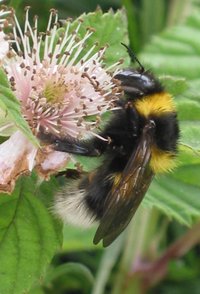 Bombus hortorum queen on bramble