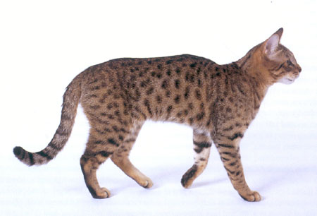 The California Spangled Cat