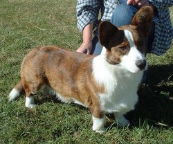 Brindle and white Cardigan Welsh Corgi