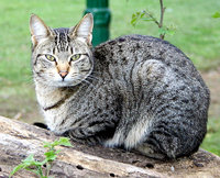 A cat in the botanical gardens in Buenos Aires, Argentina.