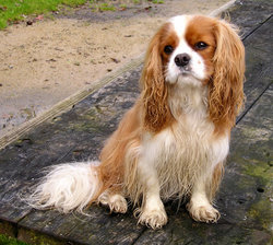 Cavalier King Charles Spaniel (Blenheim coat) on his day off