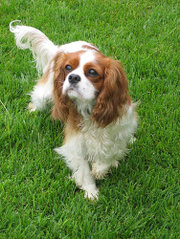 The Blenheim's coat features rich chestnut markings on a pearly white background.