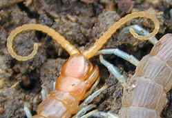 Note that claw arises from the first thoracic segment