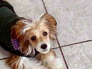 Powderpuff Chinese Crested