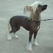 Dark-skinned Chinese Crested