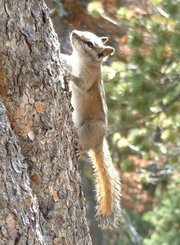 Least Chipmunk, Tamias minimus