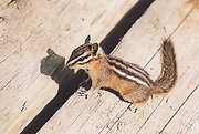 Chipmunk, Western Canada, Rocky Mountains