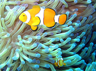 Common Clownfish
