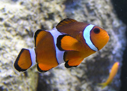 Clownfish in a zoo aquarium