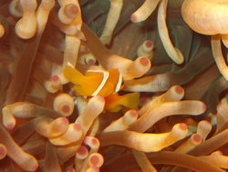 Two clownfish among an anemone, Eilat, Israel