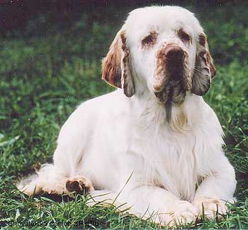 Image:Clumber spaniel.jpg