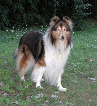 A Rough Collie