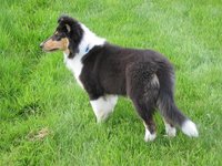 A rough tri-color puppy.