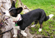  A Cardigan Corgi