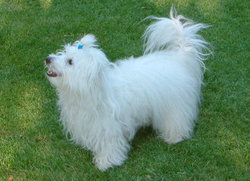 A Coton de Tuléar